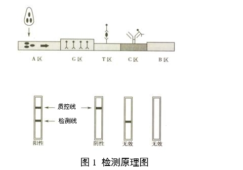 人絨毛膜促性腺激素檢測試劑（膠體金免疫層析法）注冊審查指導(dǎo)原則（2024年修訂版）（2024年第21號(hào)）(圖1)