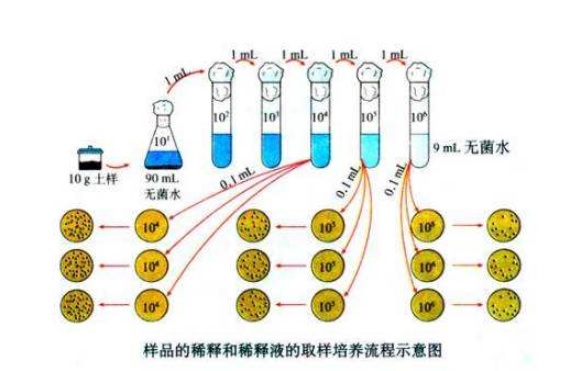 什么是微生物梯度稀釋？微生物梯度稀釋計(jì)算公式(圖1)